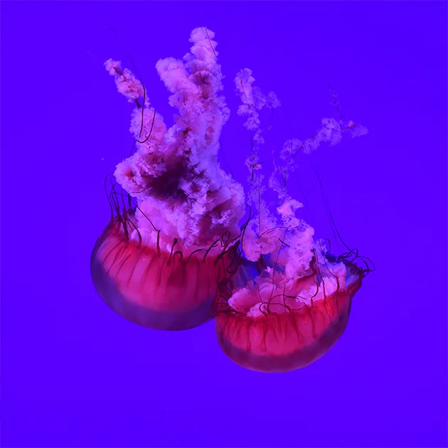 优直播